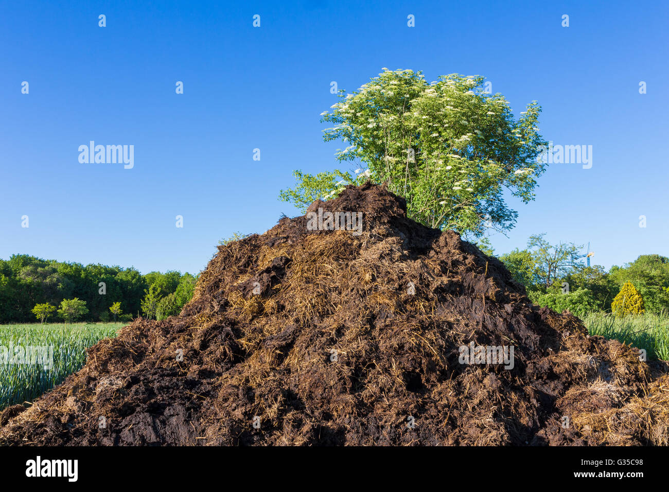 Le fumier, qui se trouve dans le champ pour fertiliser les cultures. Printemps. close-up Banque D'Images