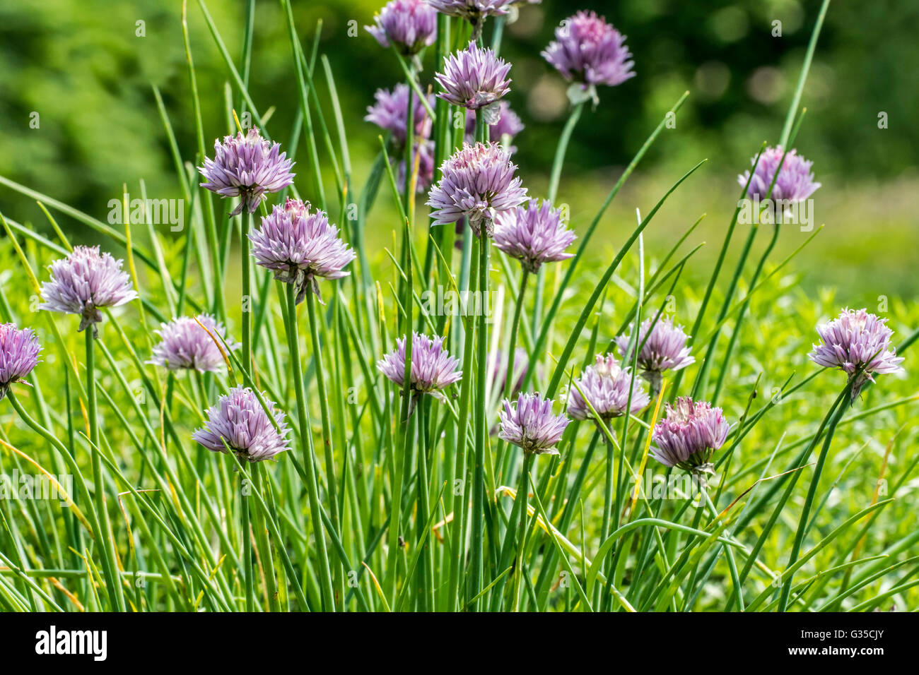 La ciboulette (Allium schoenoprasum) en fleur dans un jardin de fines herbes Banque D'Images