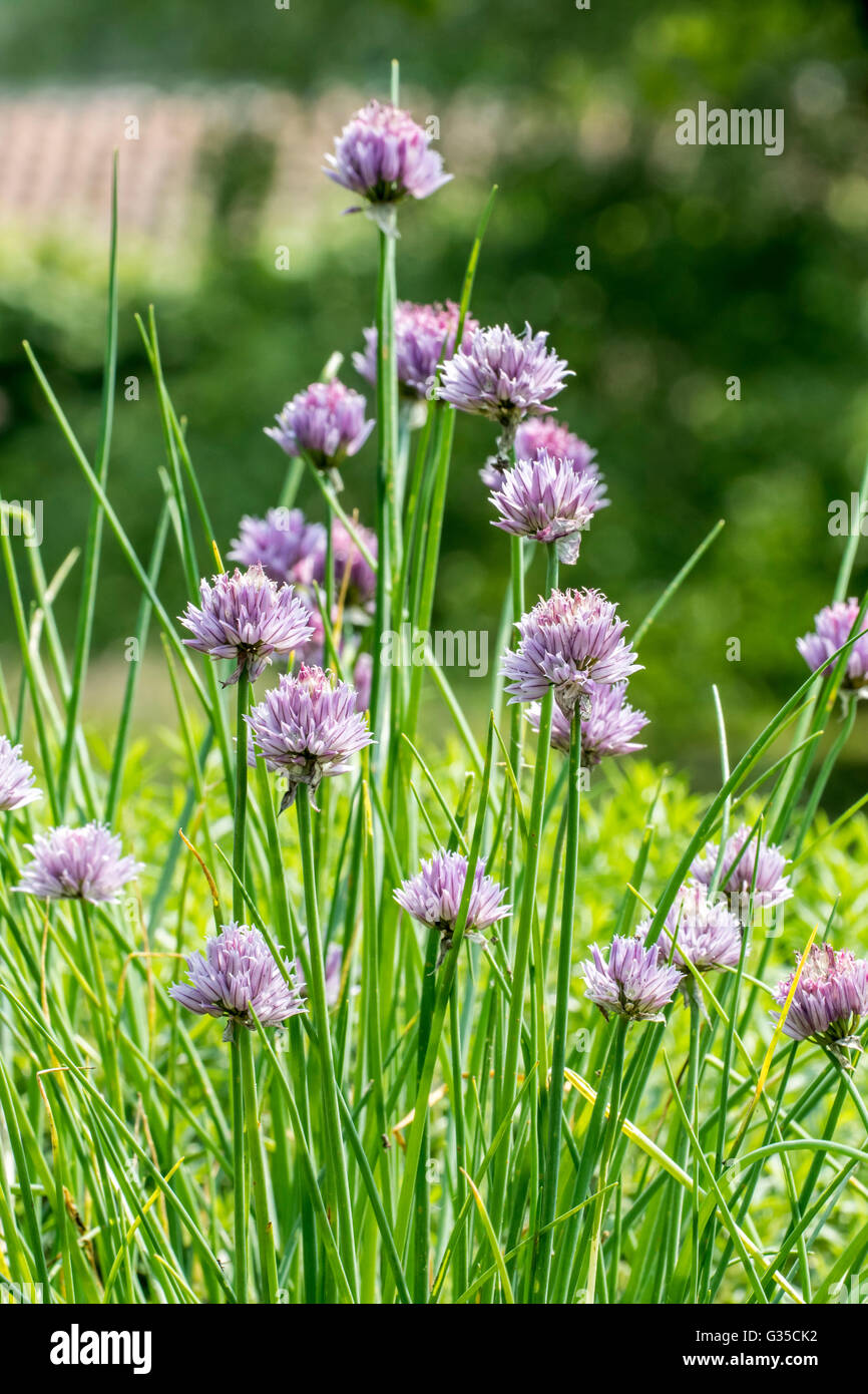 La ciboulette (Allium schoenoprasum) en fleur dans un jardin de fines herbes Banque D'Images
