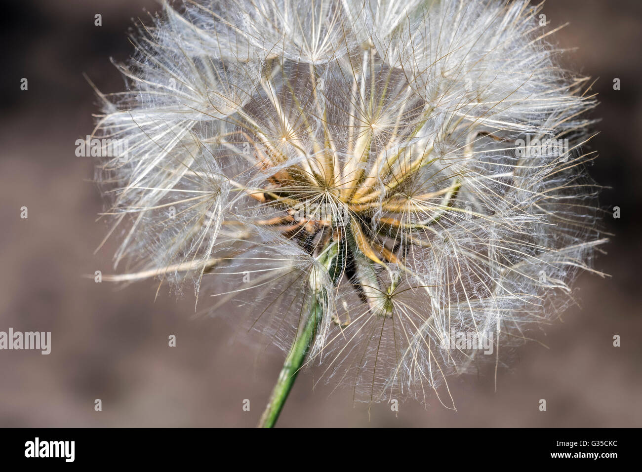 Jack-go-to-bed-à-midi / prairie / salsifis de chèvre pré-beard (Tragopogon pratensis) montrant les soies de l'aigrette Banque D'Images