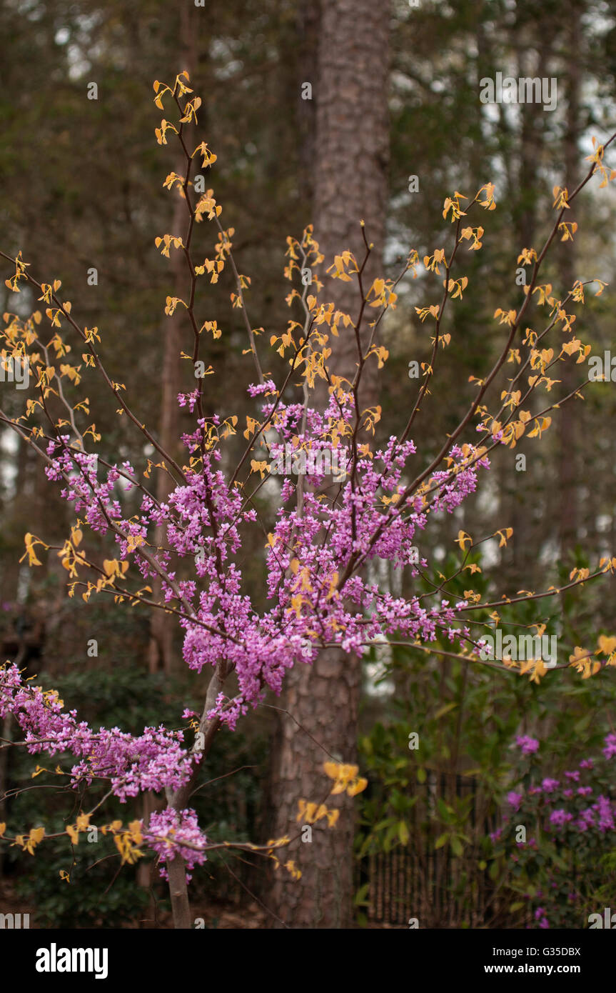 Cercis canadensis, RISING SUN, feuillage d'or, Banque D'Images