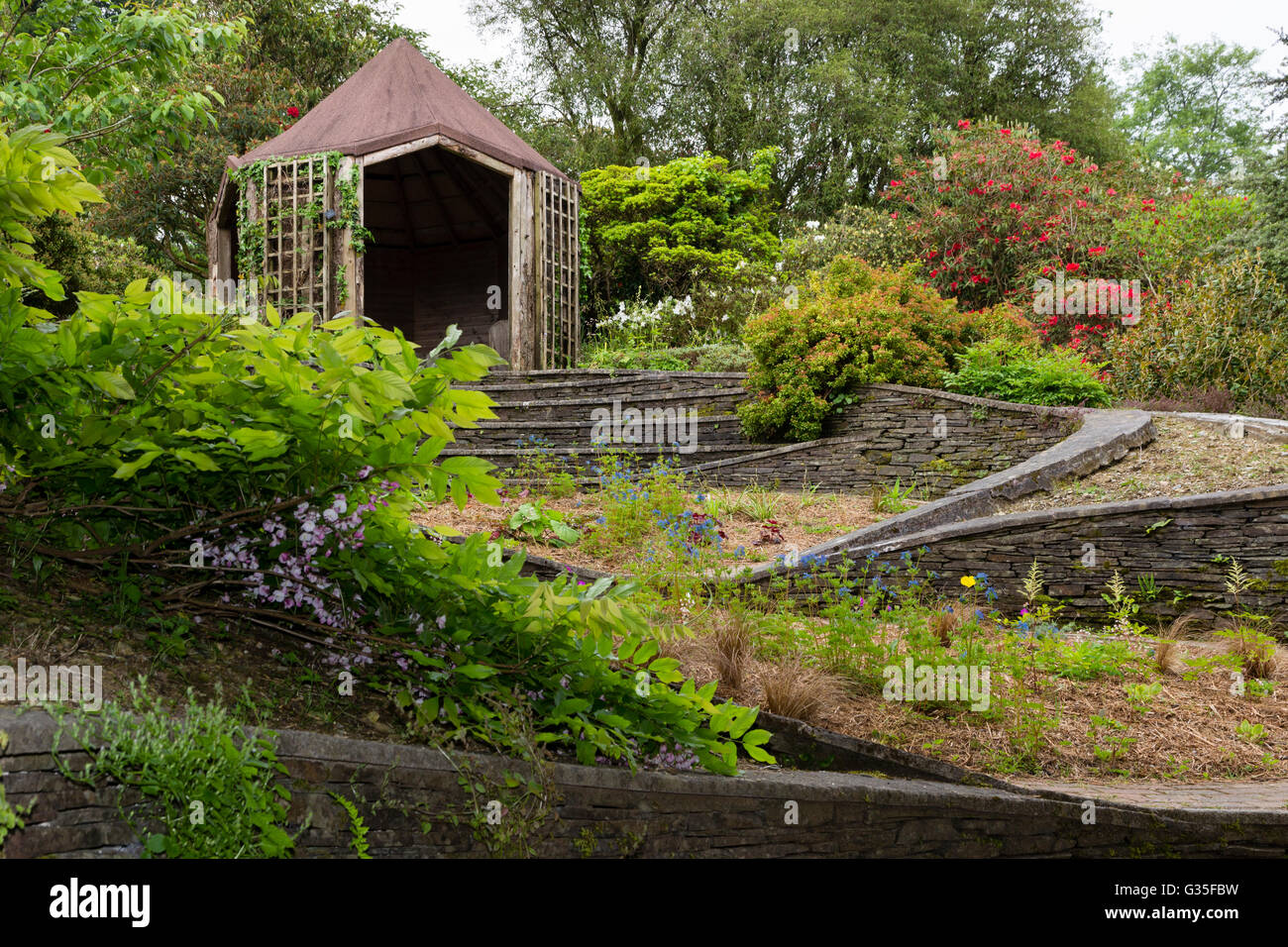 La maison du jardin, Devon, UK, les Ovales jardin Terrasses ornamentally une pente à l'aide d'étapes et de pierres sèches. Banque D'Images