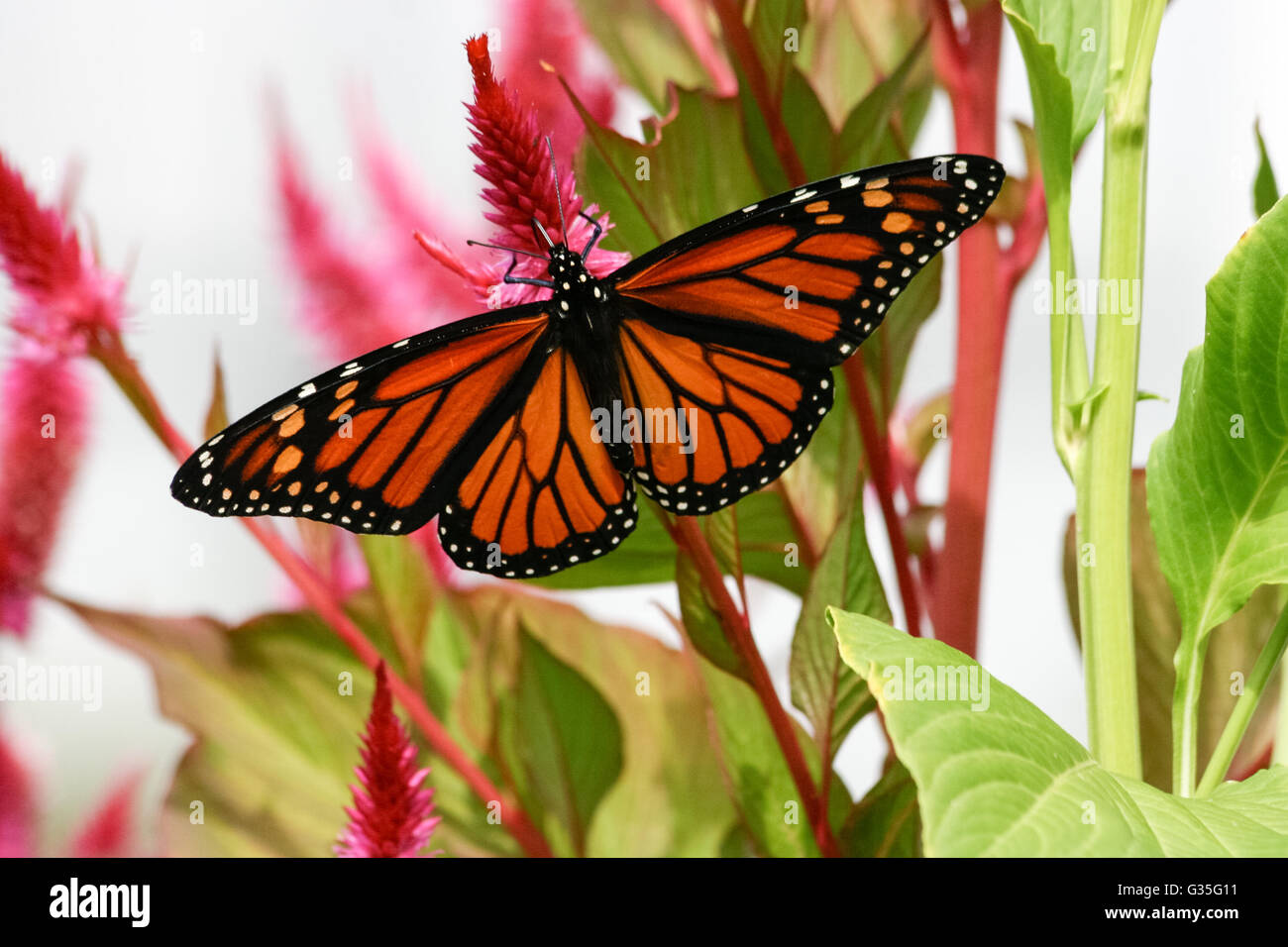 Papillon monarque sur une plante à feuilles vertes à Cape May, New Jersey Banque D'Images