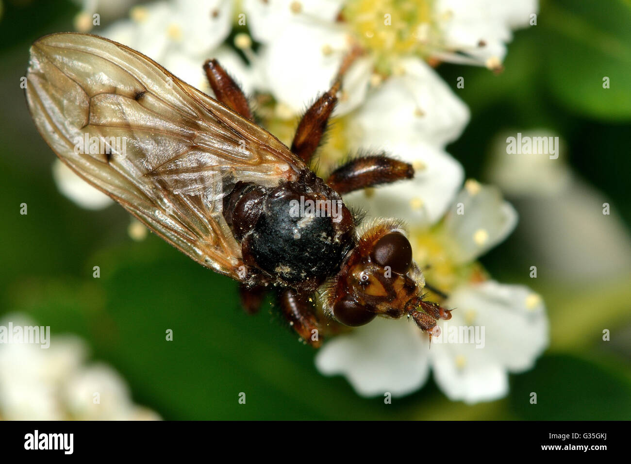 Testacea Myopa conopid fly. Brown que la chasse à la mouche et paralyse les abeilles, dans la famille Conopidae Banque D'Images