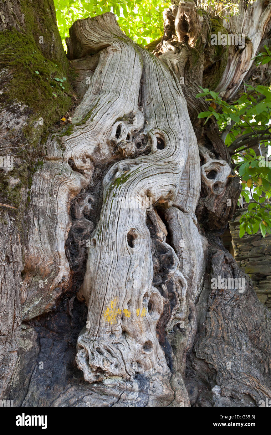 Triacastela, Espagne : marqueur flèche sur le tronc noueux et de vieux sweet chestnut tree le long du Camino francés. Banque D'Images