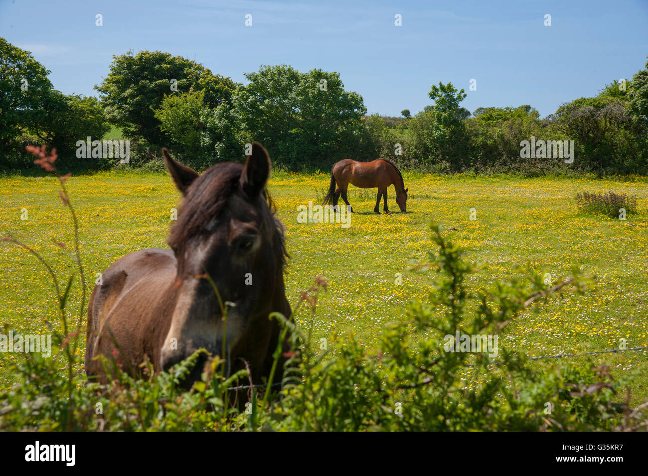 Cheval broute dans le champ de Renoncules Banque D'Images