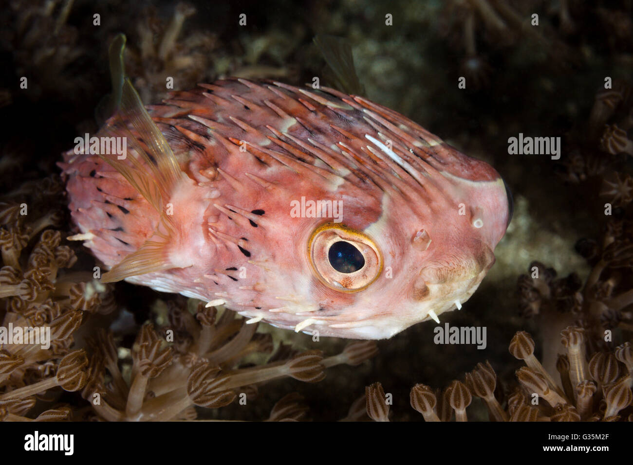 Diodon holocanthus, porcs-épics ballon, le Parc National de Komodo, Indonésie Banque D'Images