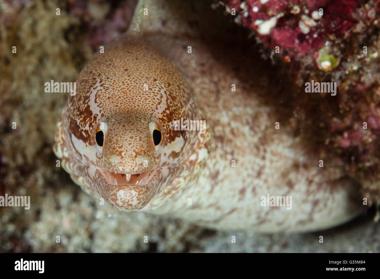 Close-up of Prescription-fin Moray, Gymnothorax zonipectis, le Parc National de Komodo, Indonésie Banque D'Images