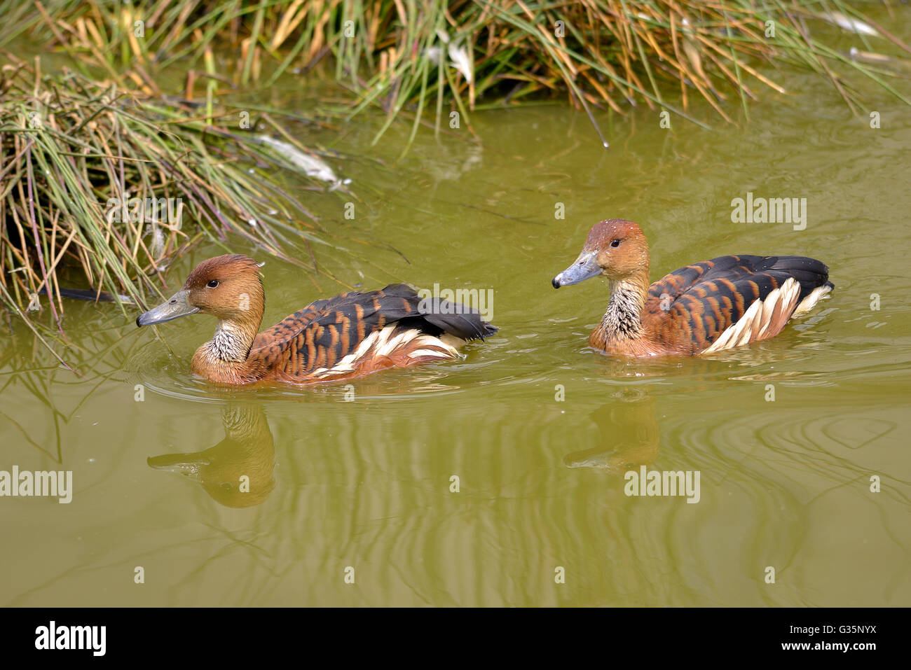 Deux Canards sifflement fauve ou arbre fauve (Dendrocygna bicolor) canards nager sur l'eau Banque D'Images