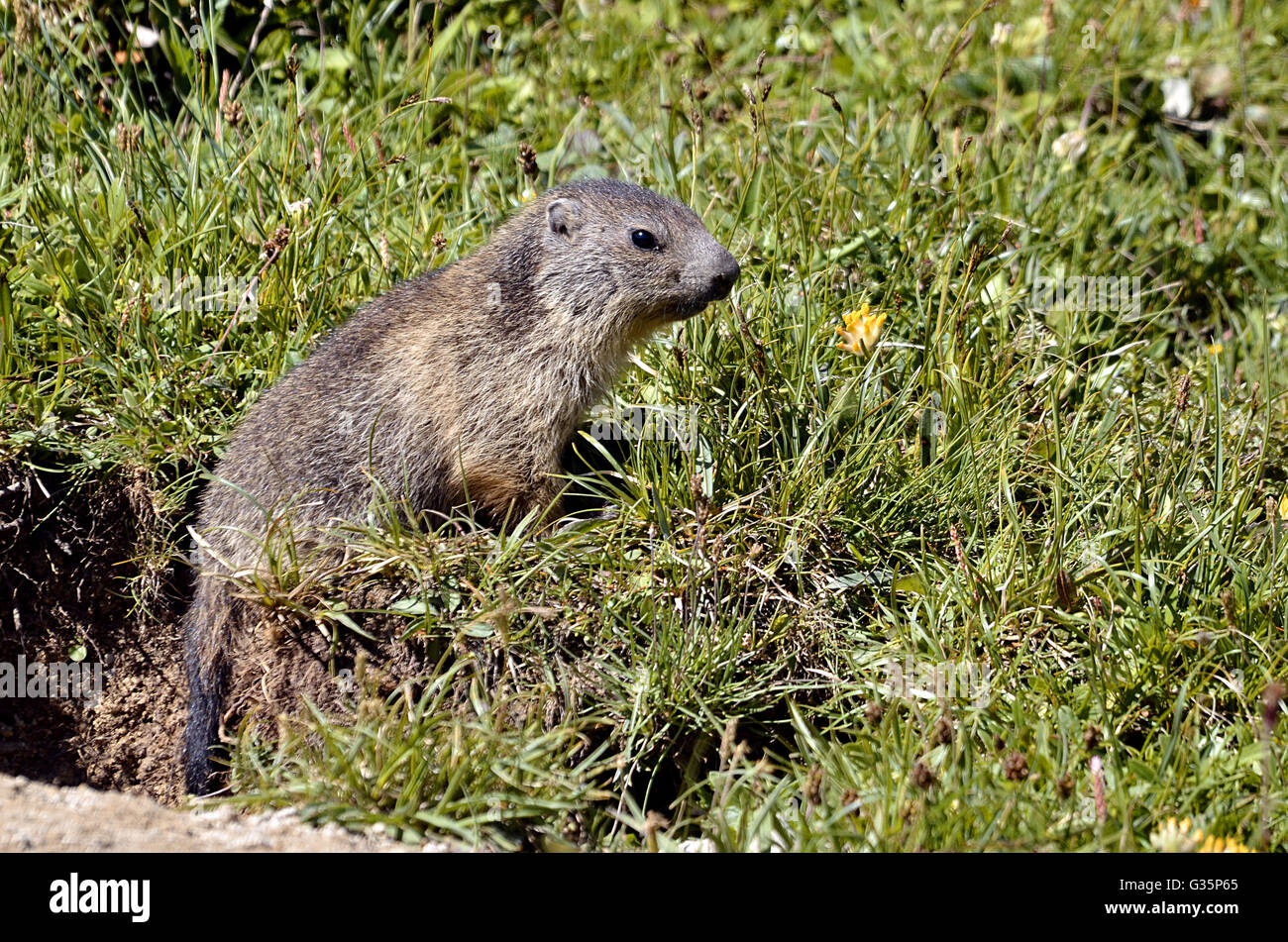 Libre jeune marmotte alpine (Marmota marmota) dans l'herbe à La Plagne dans les Alpes françaises, Savoie Banque D'Images