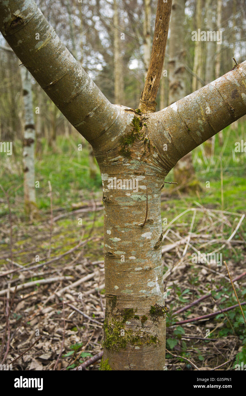 Feuillus arbres endommagés par l'écureuil gris Sciurus carolinensis,Devon UK Banque D'Images