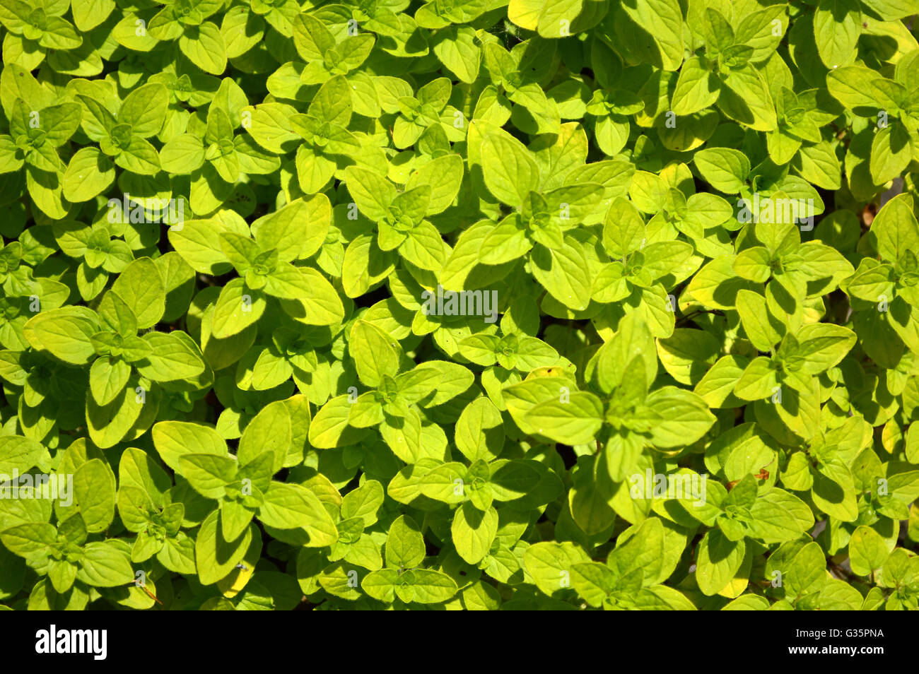 Un tapis de feuilles vertes en pot de jardin Banque D'Images