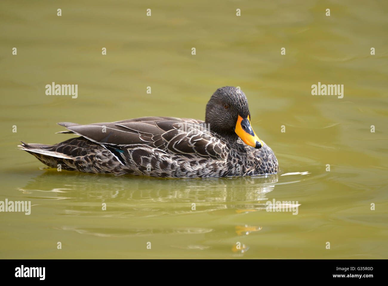 Libre à bec jaune (Anas undulata) sur l'eau Banque D'Images