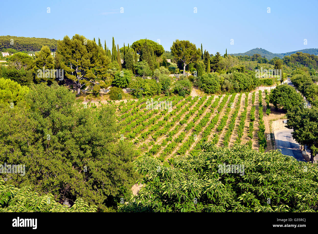 Vignoble de Le Castellet, commune française située dans la région Provence-Alpes-Côte d'Azur Banque D'Images