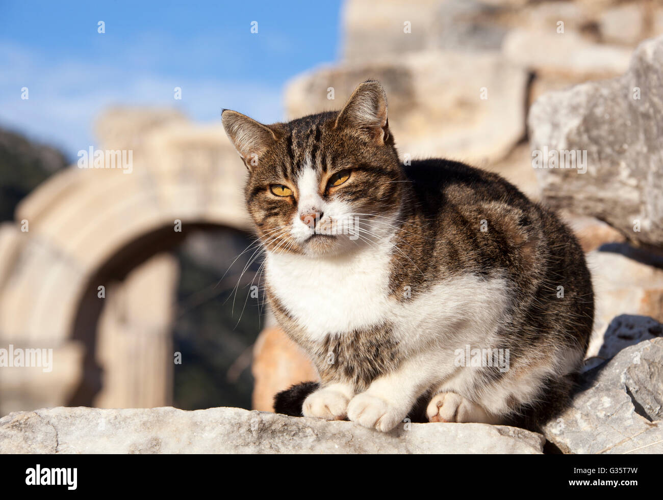 L'un des nombreux chats en liberté dans la ville antique d'Ephèse (Turquie). Banque D'Images