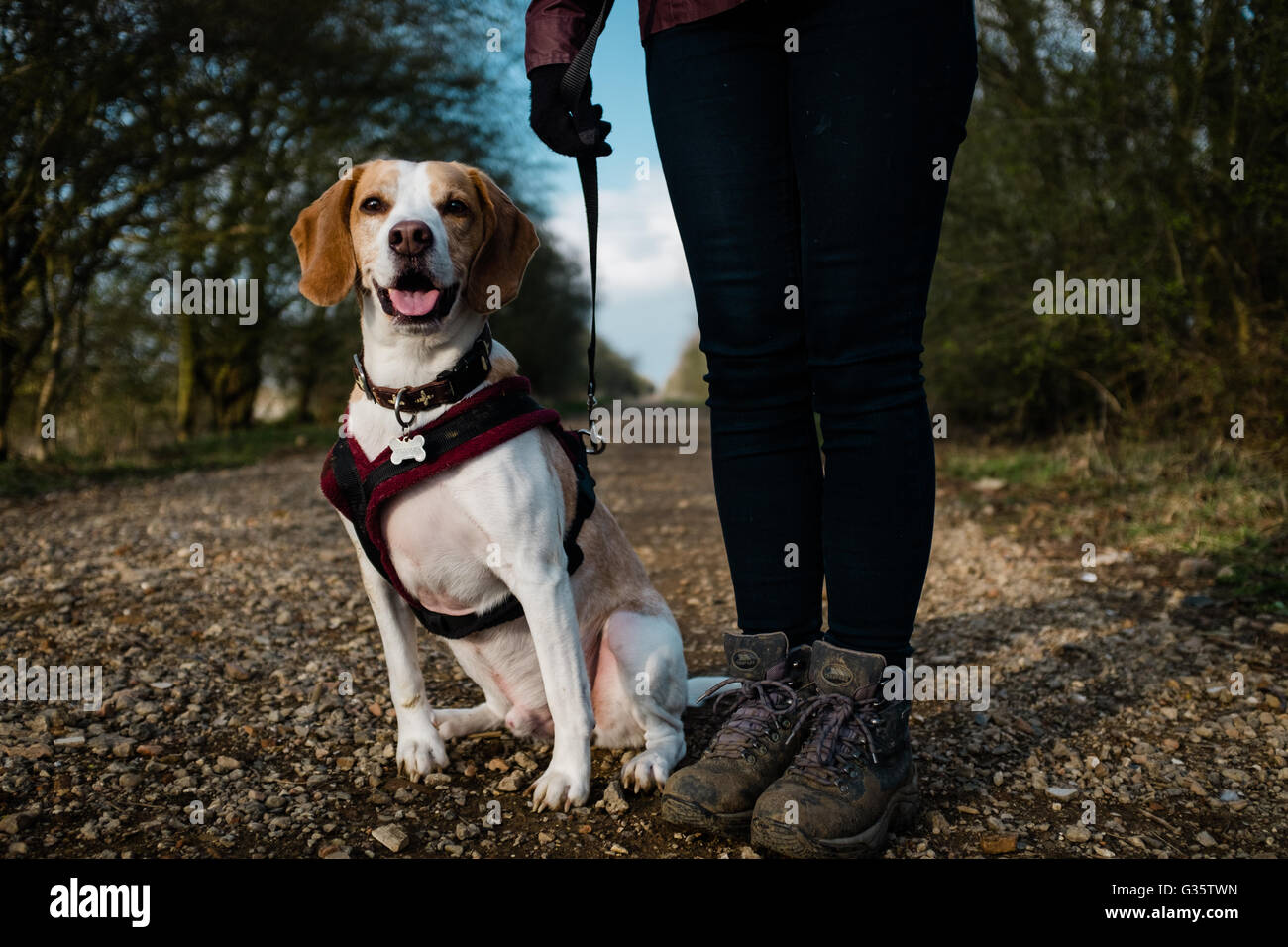 A beagle attend par son propriétaire sur une promenade Banque D'Images