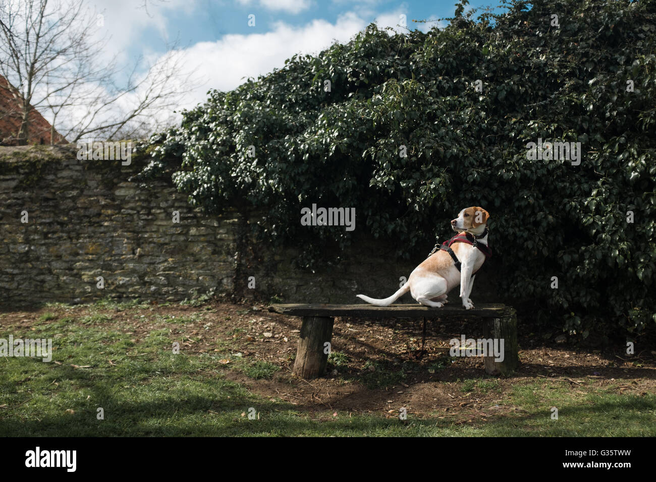 A beagle est assis sur un banc de parc Banque D'Images