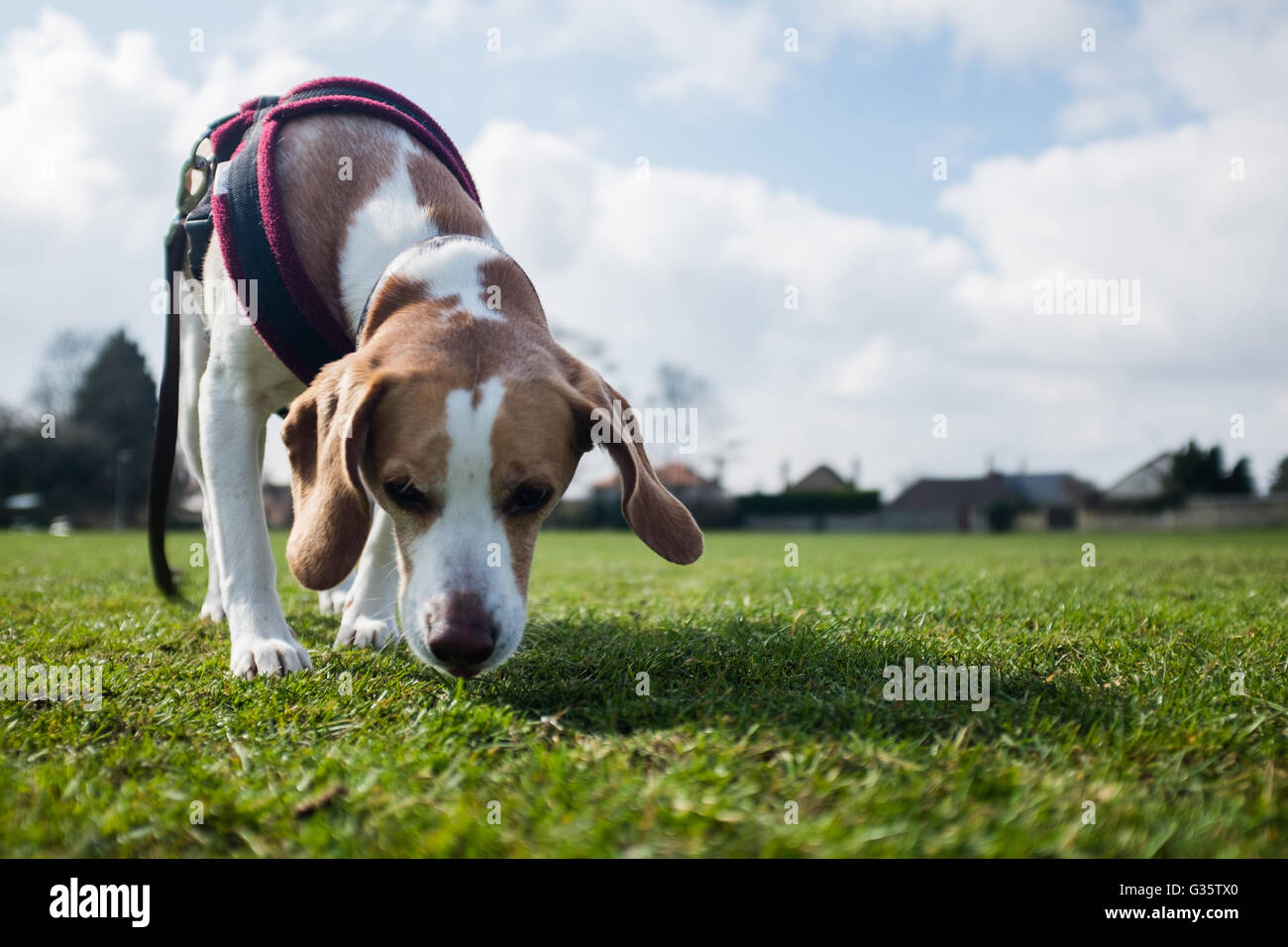 Beagle renifle le sol d'un Banque D'Images