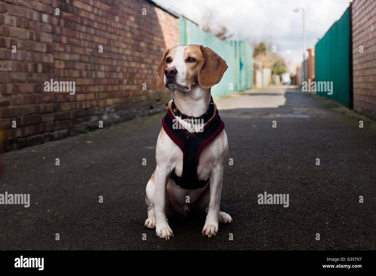 A beagle se trouve dans une ruelle Banque D'Images