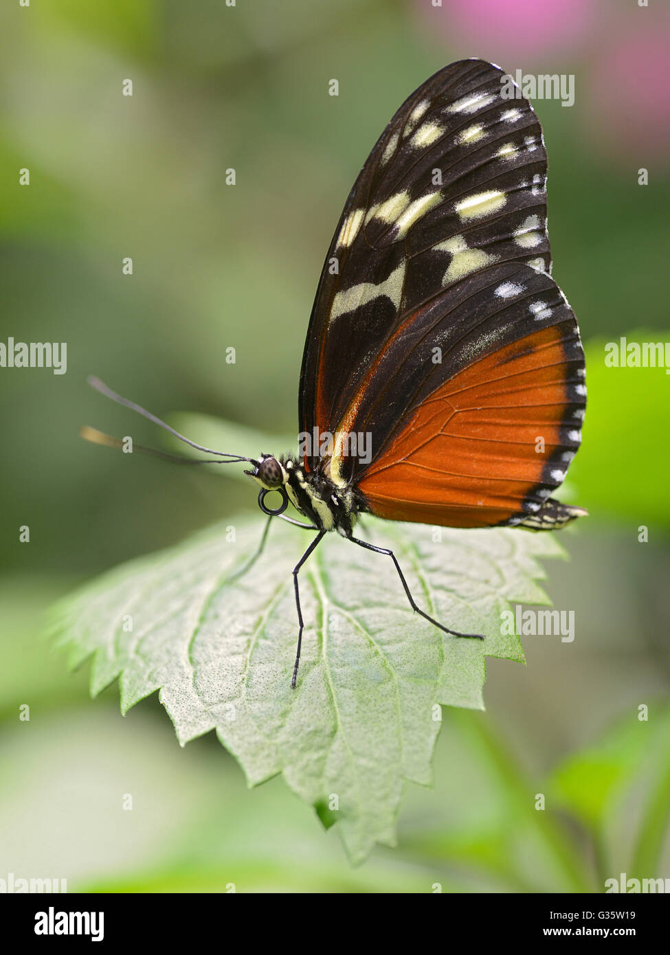 Tiger Longwing (papillon Heliconius hecale) se nourrissent de feuilles et de vu de profil Banque D'Images