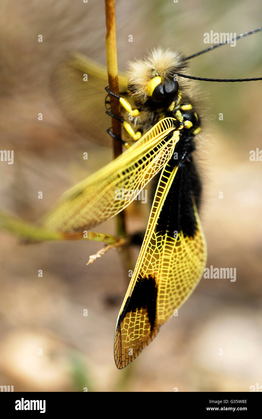 Macro profil owl-fly (Libelloides longicornis) sur une herbe Banque D'Images