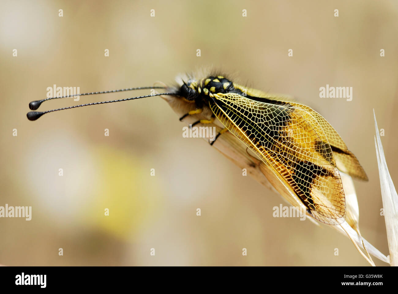 Macro profil owl-fly (Libelloides longicornis) sur une herbe Banque D'Images