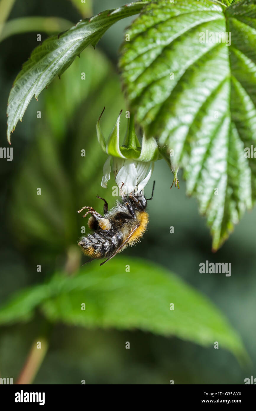 Nectar d'abeille recueille d'une fleur de framboise. pollinisation de l'abeille de fleurs. la production du miel et de l'apiculture Banque D'Images