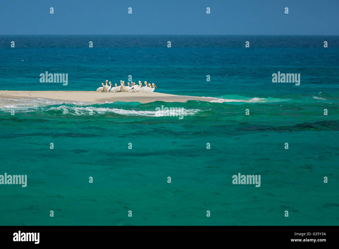 Pélicans d'Amérique, Pelecanus erythrorhynchos, se reposant dans un groupe sur un banc dans le parc national sec de Tortugas, Florida, USA Banque D'Images