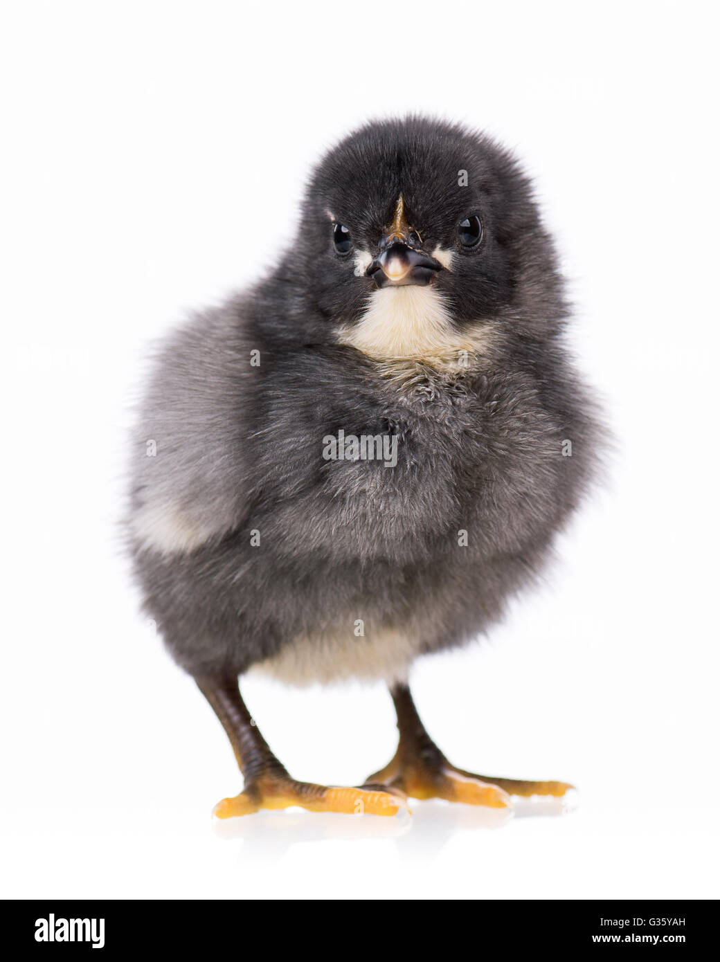 Poulet noir isolated on white Banque D'Images Poulet noir isolated on white Banque D'Images