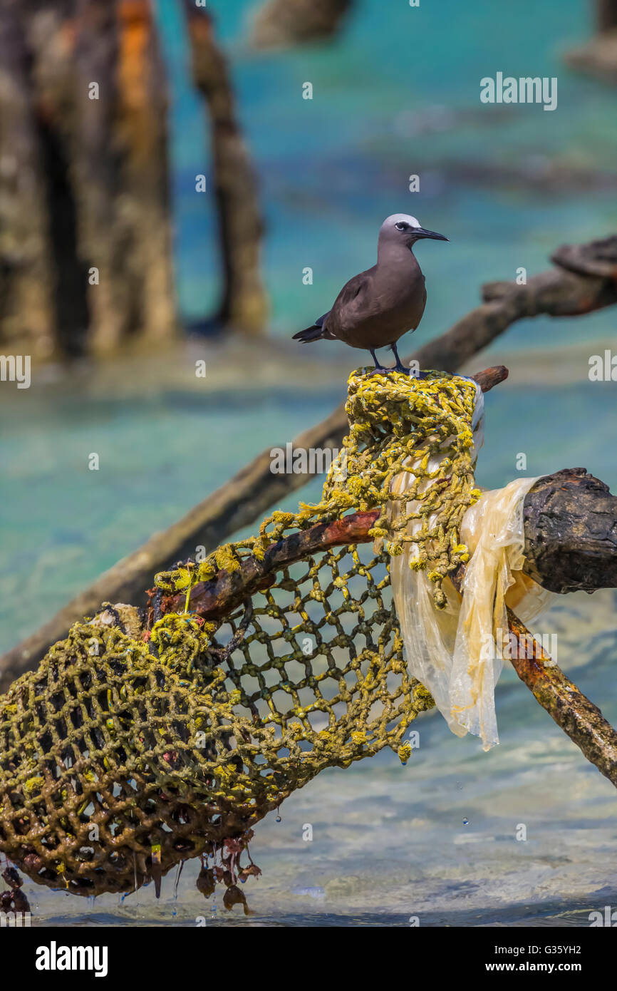 Noddi brun Anous stolidus,, perché à Dépôt de charbon du sud de Fort Jefferson dans le parc national sec de Tortugas, Florida, USA Banque D'Images