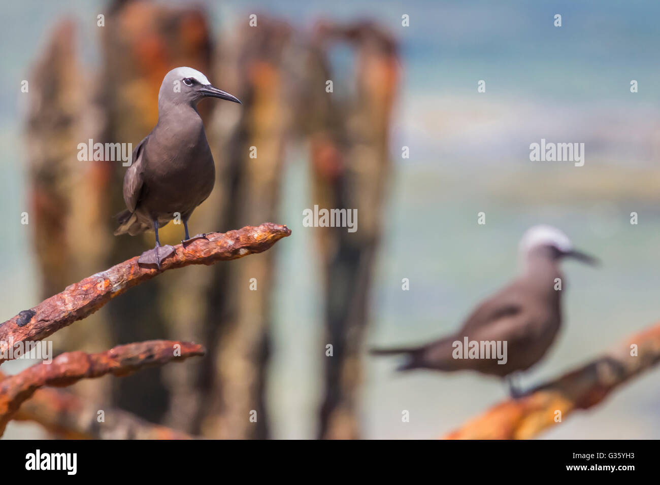 Noddi brun Anous stolidus,, perché à Dépôt de charbon du sud de Fort Jefferson dans le parc national sec de Tortugas, Florida, USA Banque D'Images