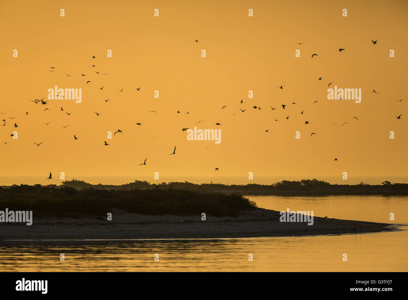Clé de Bush au lever du soleil, avec ses colonies de nidification des sternes fuligineuses et Brown noddis communs, le parc national sec de Tortugas, Florida, USA Banque D'Images