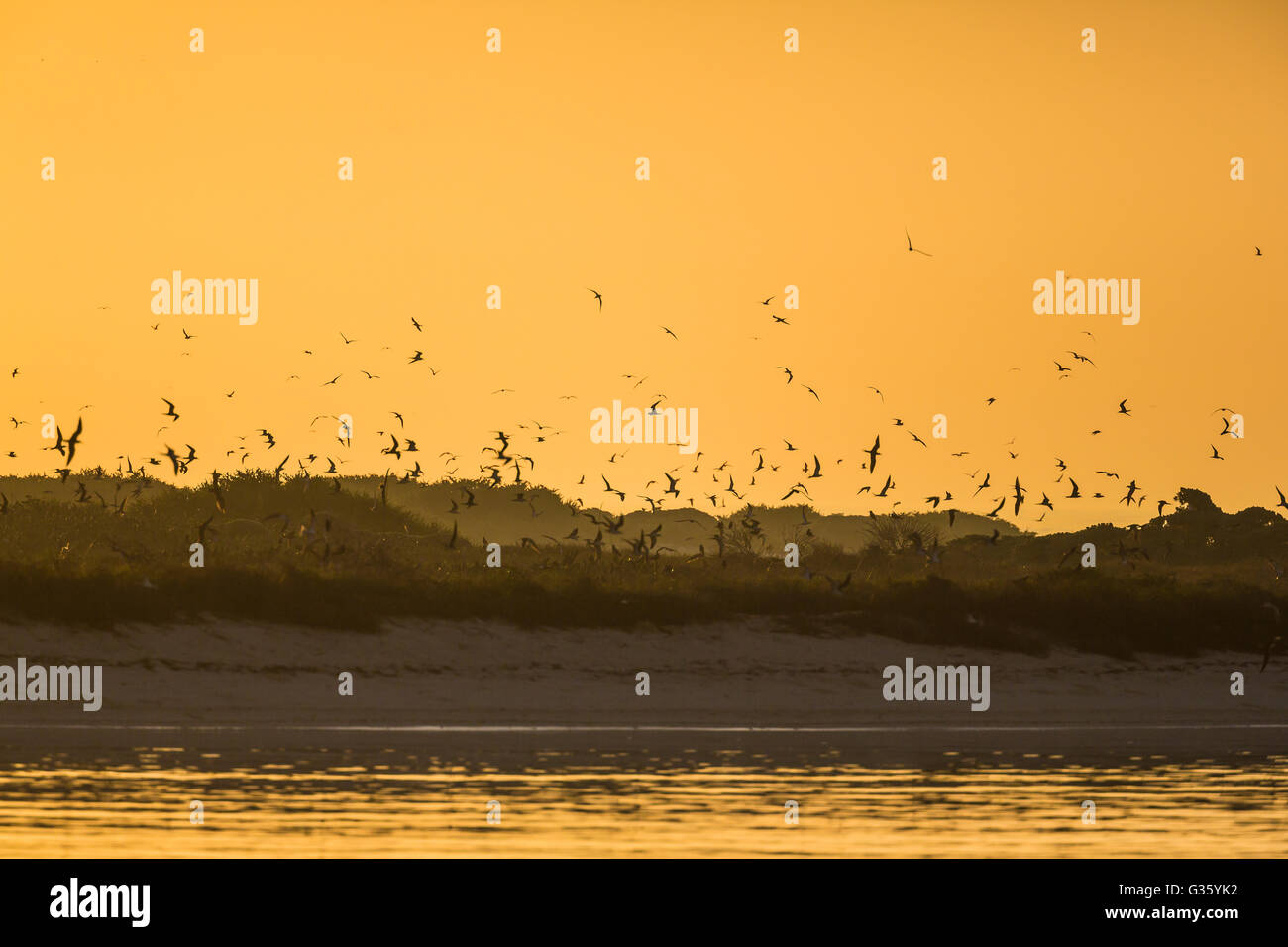 Clé de Bush au lever du soleil, avec ses colonies de nidification des sternes fuligineuses et Brown noddis communs, le parc national sec de Tortugas, Florida, USA Banque D'Images