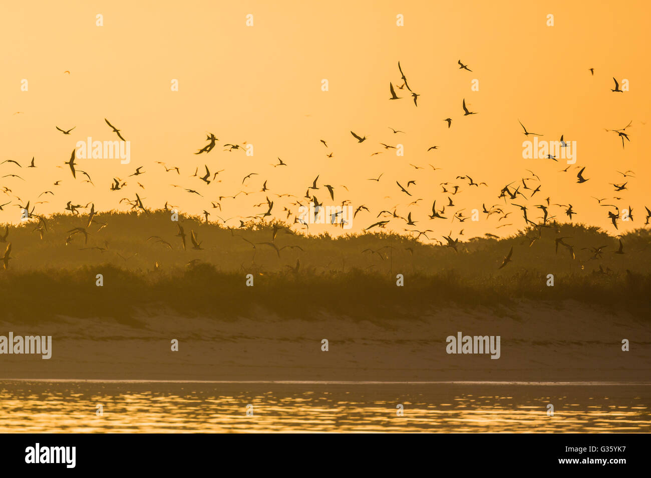 Clé de Bush au lever du soleil, avec ses colonies de nidification des sternes fuligineuses et Brown noddis communs, le parc national sec de Tortugas, Florida, USA Banque D'Images
