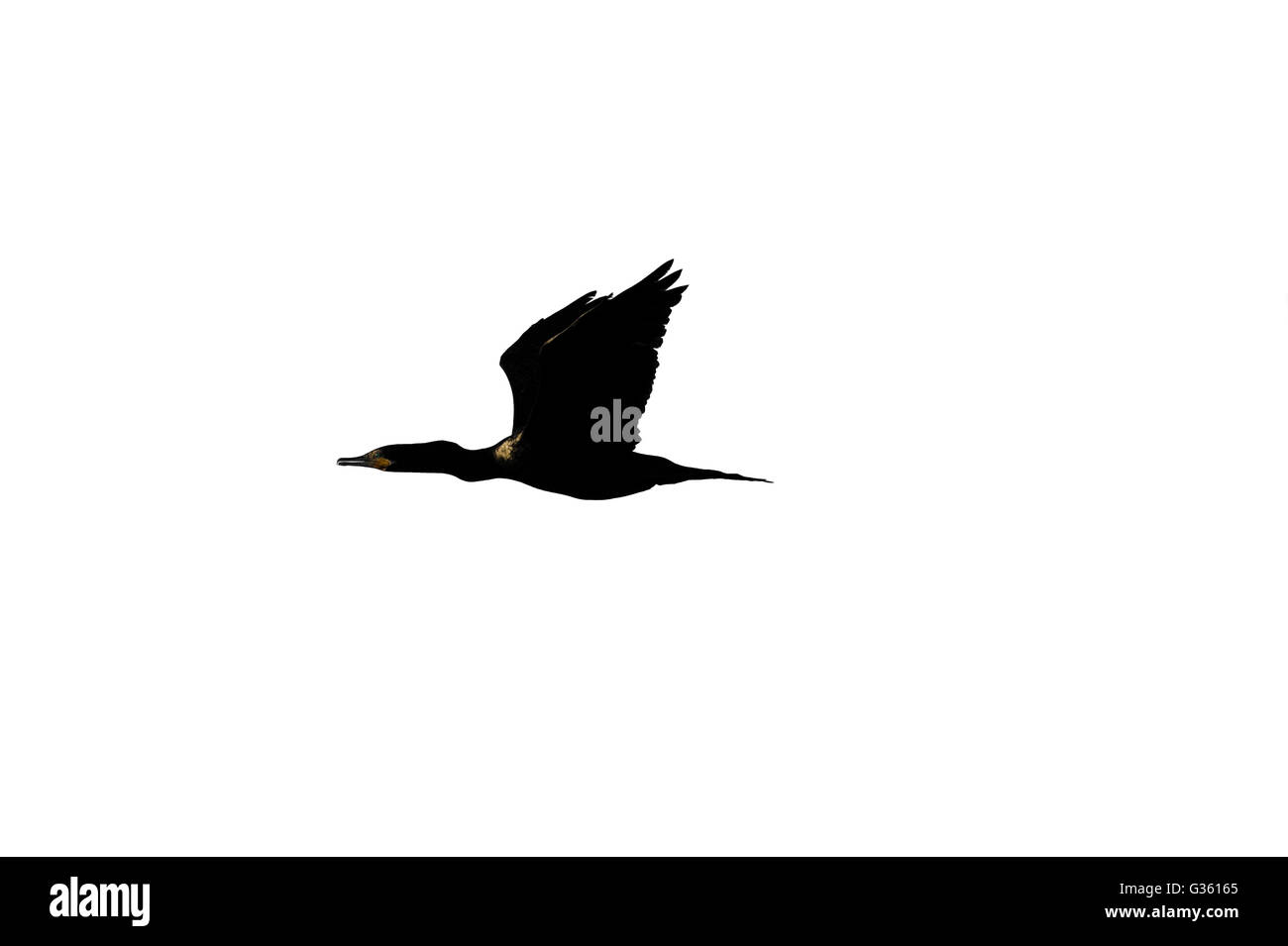 Bird isolated on white est un oiseau noir capturé volant à haute vitesse. Banque D'Images