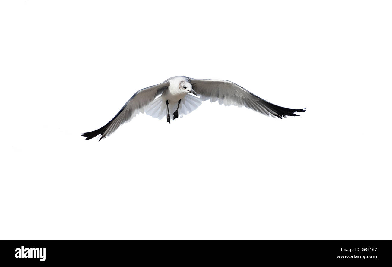 Bird isolated on white est un oiseau capturé la diffusion de ses ailes comme un ange. Banque D'Images