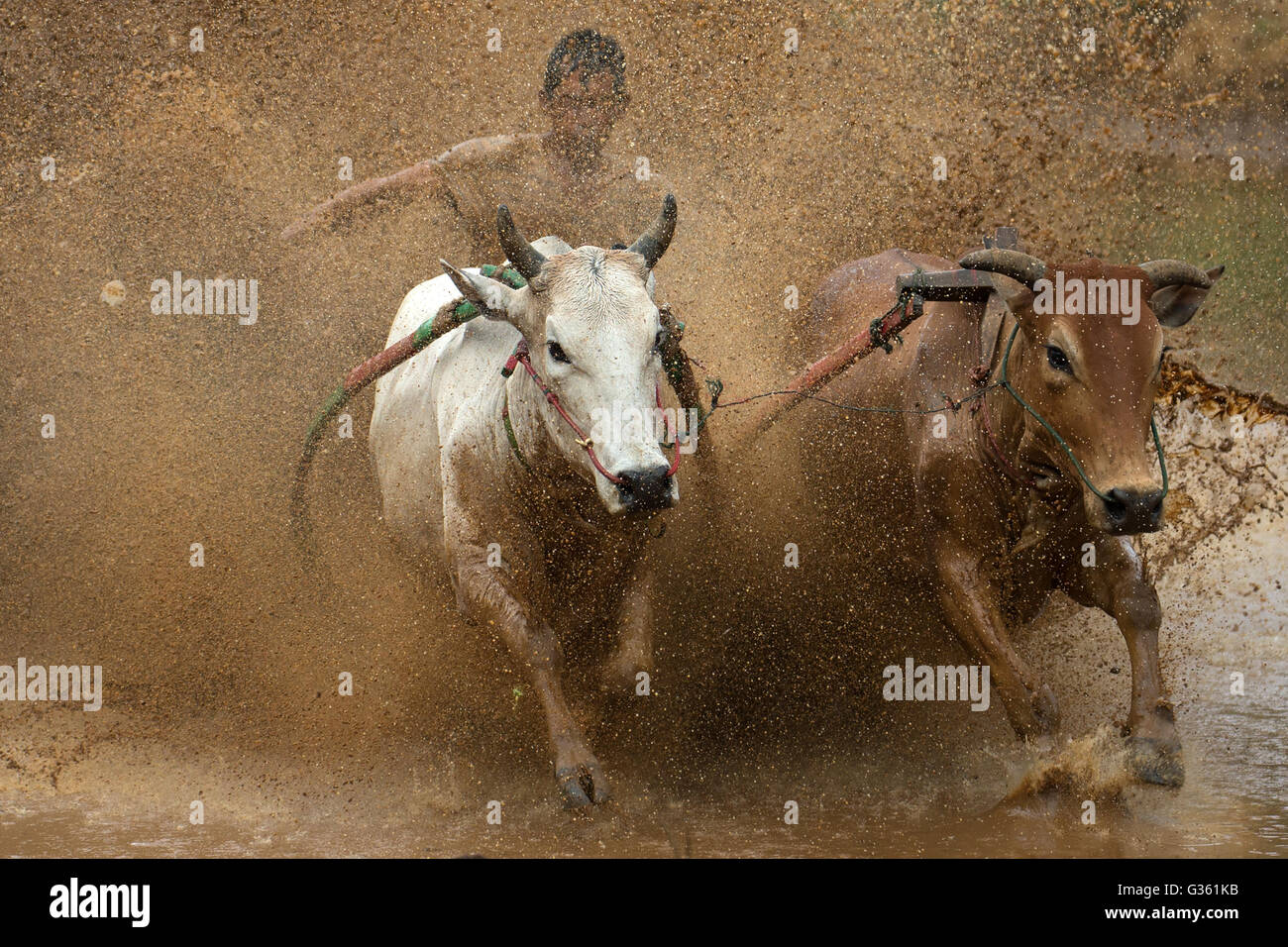 Un jockey contrôlant sa vache au cours de l'action de SSPI Jawi (race de vache) dans l'Ouest de Sumatra, en Indonésie. Banque D'Images