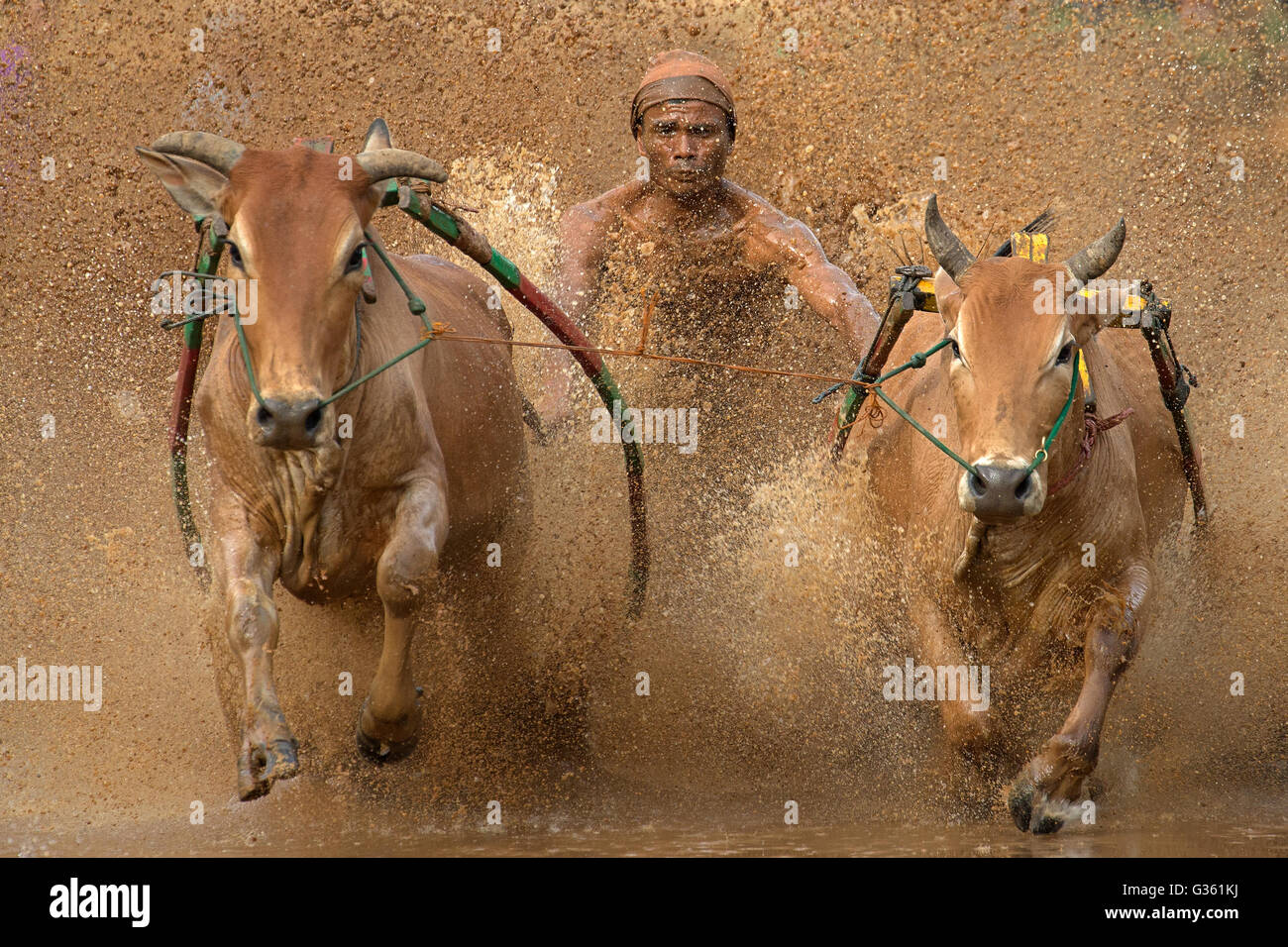 Un jockey contrôle sa vache lors de la PACU Jawi (course de la vache) à Sumatra Ouest, en Indonésie. Banque D'Images