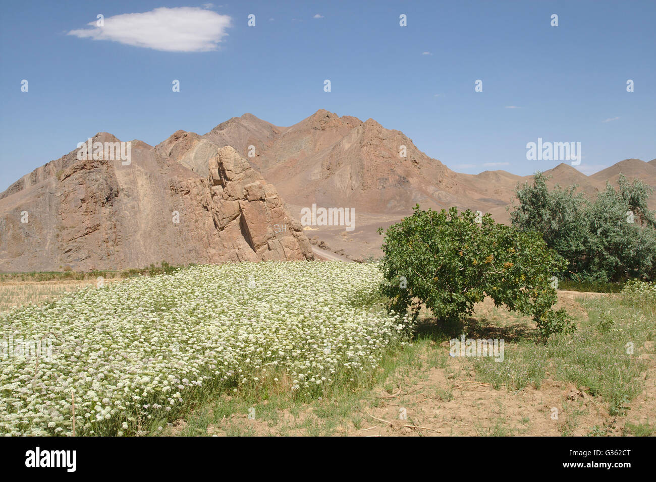 Paysage autour de Kharanaq, champs verts et les montagnes du désert, près de Yazd, Iran Banque D'Images