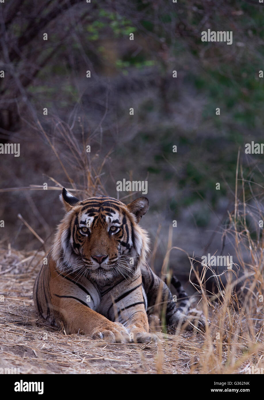 Portrait d'un tigre du Bengale Royal à Ranthambhore Banque D'Images