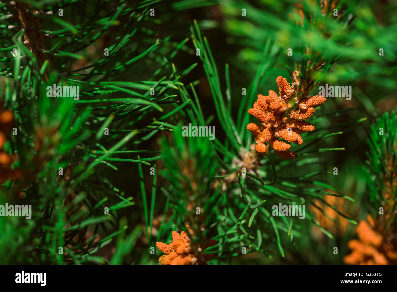 Pine bush décoratifs sur fond de feuilles. Banque D'Images