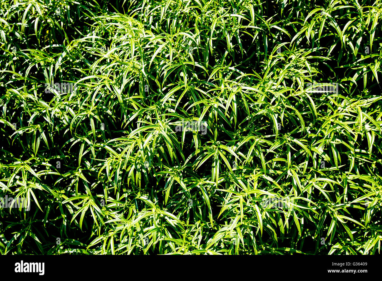 Bush hebe feuillage en lumière naturelle en arrière-plan Banque D'Images