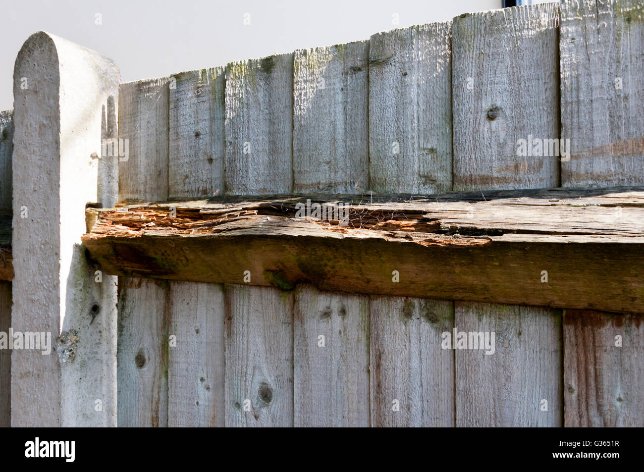 Haut pourris d'un rail jardin clôture en bois, attendant d'être réparé. Banque D'Images