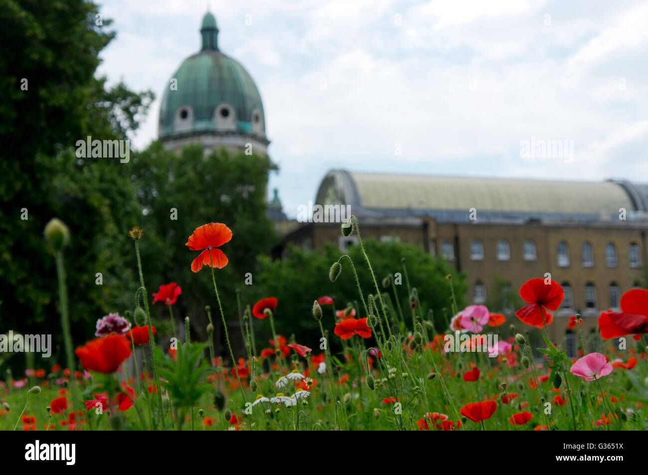 Poppies planté en face de l'Imperial War Museum de Londres. Banque D'Images