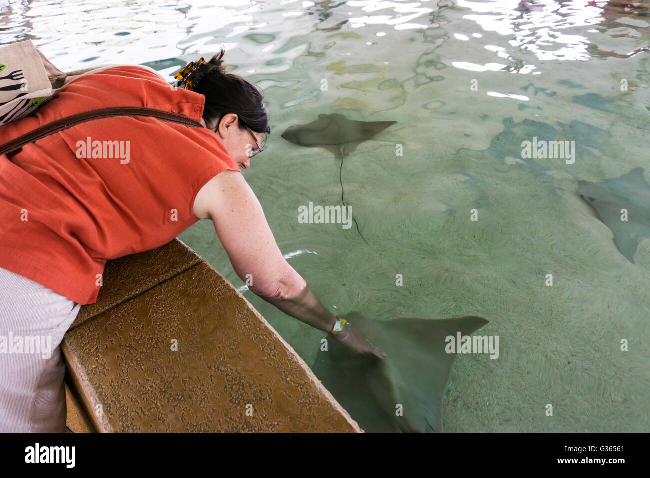 Stingray Touch expérience à l'Aquarium de Shedd, Chicago Banque D'Images