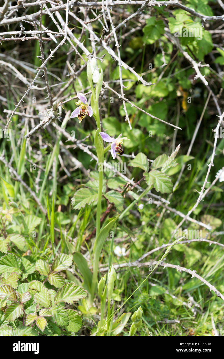 Ophrys apifera, l'orchidée abeille Banque D'Images