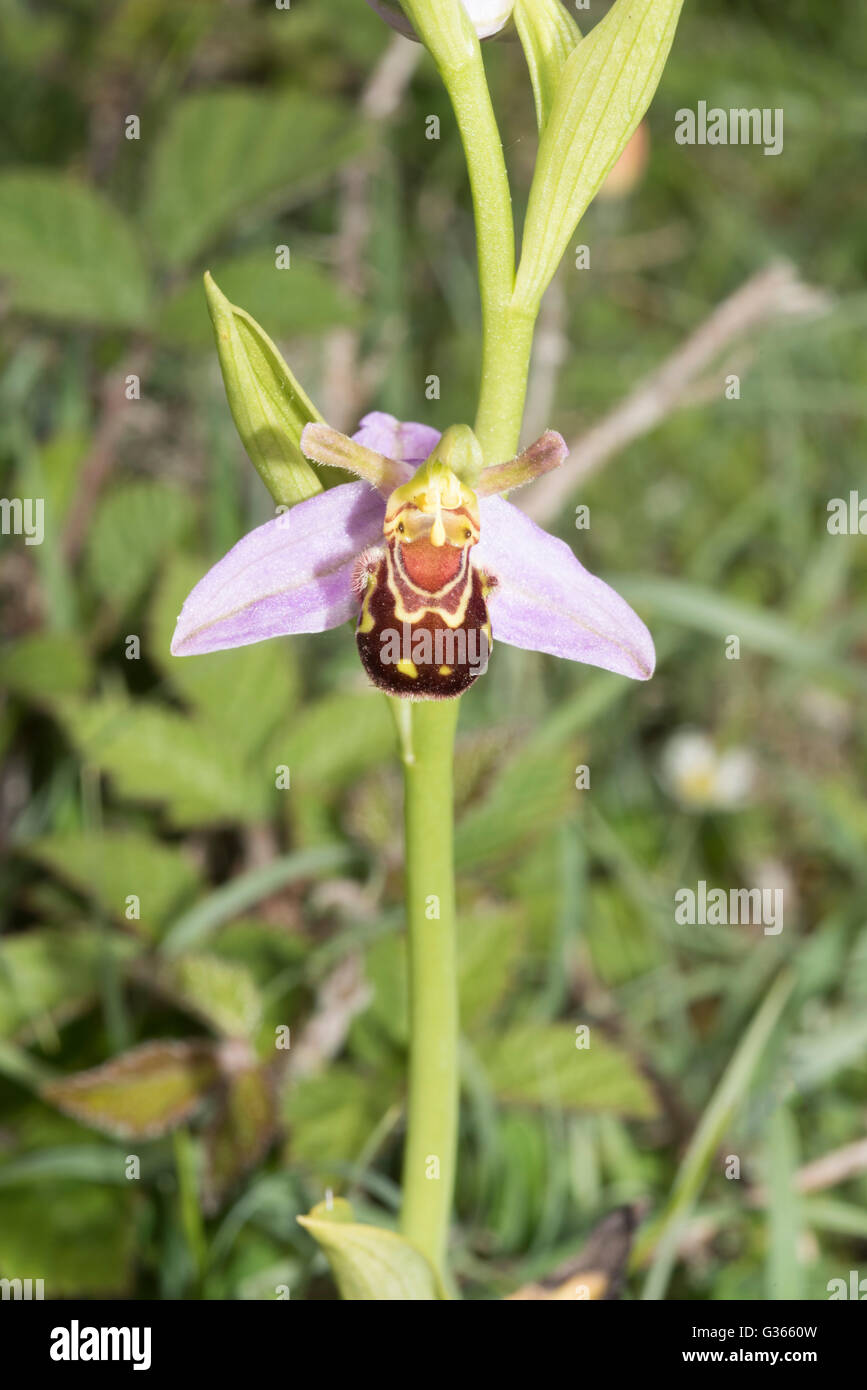 Ophrys apifera, l'orchidée abeille Banque D'Images