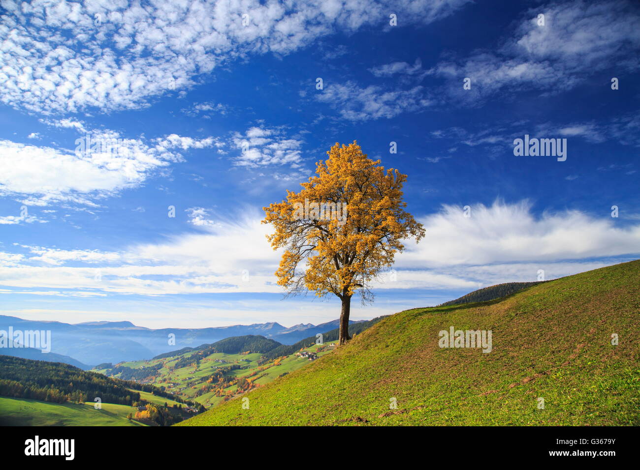 Les couleurs de l'automne d'un arbre surplombant la vallée de Funes et sankt magdalena village Dolomites Tyrol du Sud Italie Europe Banque D'Images