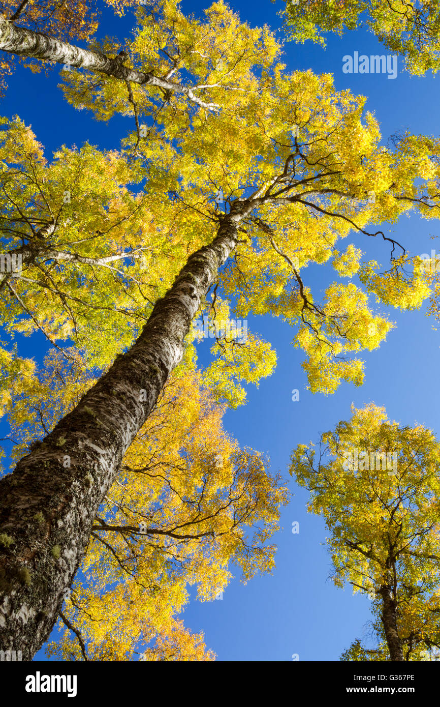 Bois de bouleau d'argent, nom latin Betula pendula, montrant l'automne couleurs de l'ensemble du couvert forestier contre un ciel bleu Banque D'Images