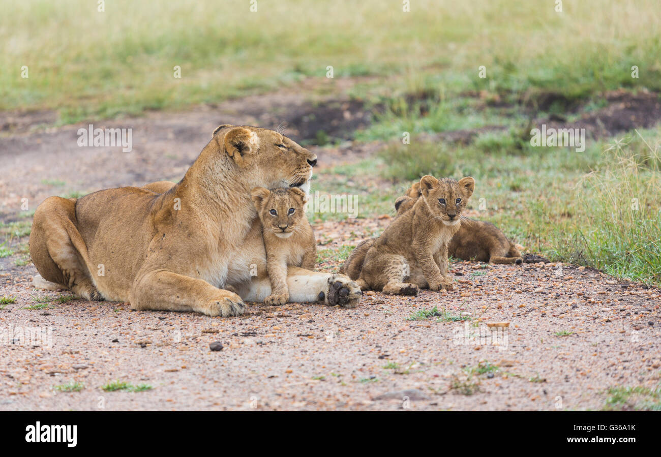 Lionceau Regardant Lionne Banque D Image Et Photos Alamy Lionceau Regardant Lionne Banque D Image Et Photos Alamy